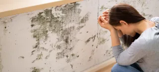 The Silent Invader: Understanding and Combating Mould in Queensland