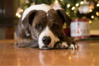 Keeping Your Dog Happy And Healthy At Christmas