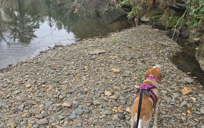 Energize & Execute: How Nutrition Fuels Your Success - Copy