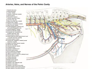 "Worm Aneurisms" in the equine Cranial Mesenteric Artery