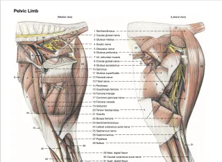 Roach Back Posture & the Iliopsoas Muscles in Horses