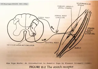 What is the Stretch Reflex (myotatic reflexes)?