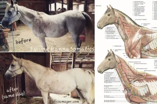 Equine Brachiocephalic Muscles


(part 1)