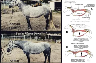 Equine Brachiocephalic Muscles (part 2)
