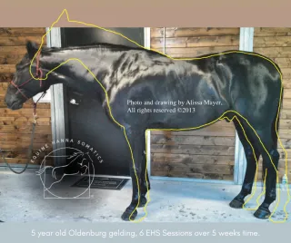 How often do horses need Equine Hanna Somatics(EHS) Sessions?
