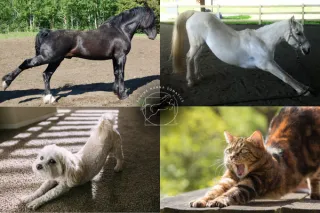Pandiculation vs. Stretching for Horses