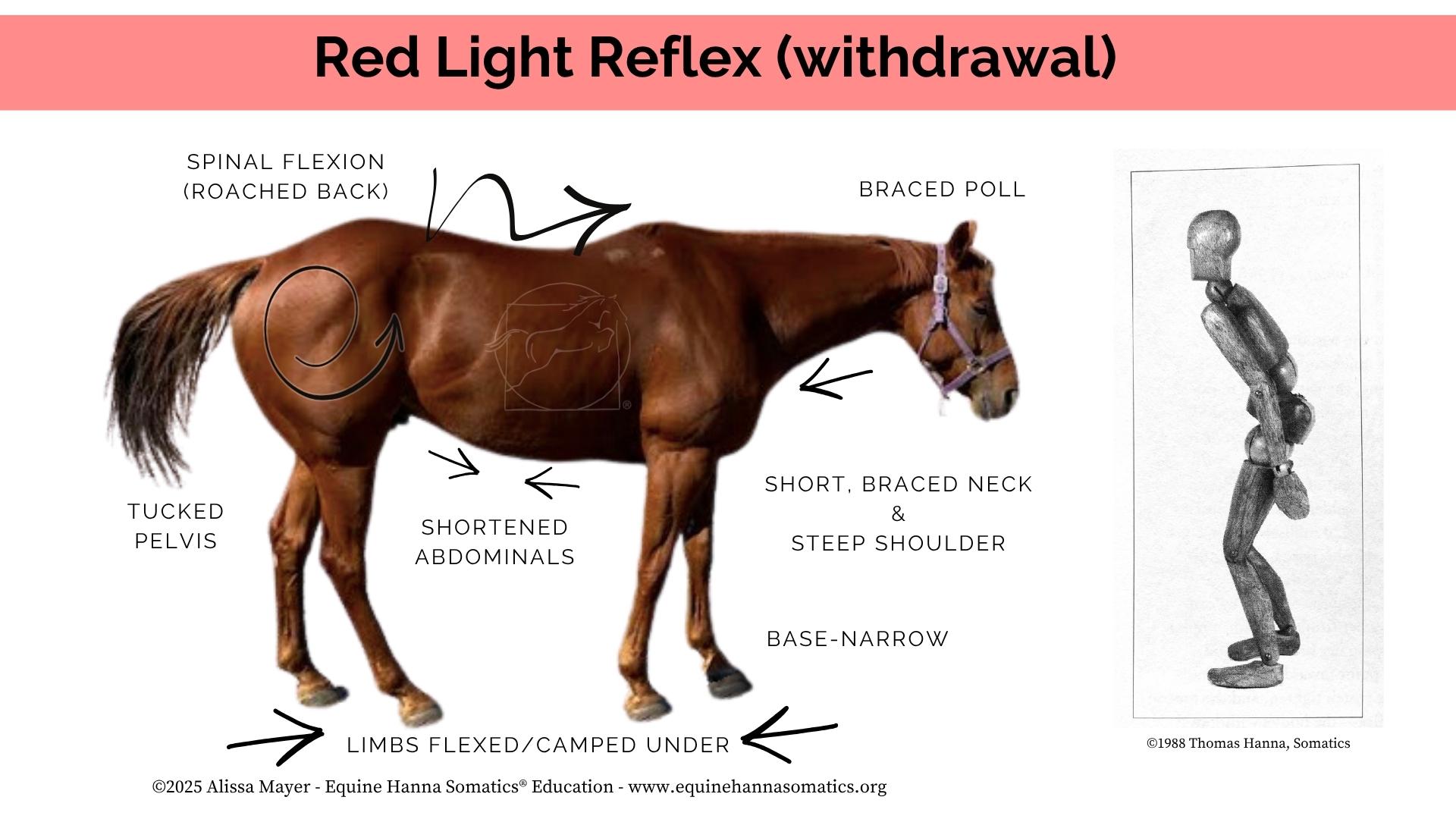 The Red Light Reflex (posture)