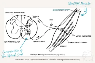 What is the Stretch Reflex (myotatic reflexes)?