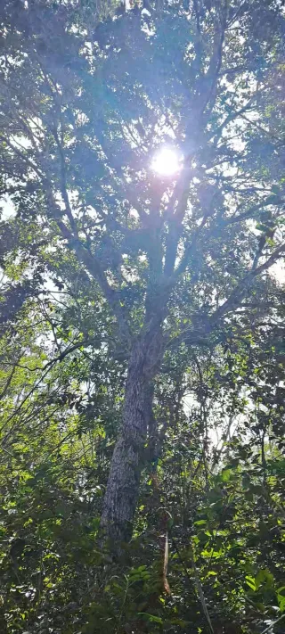 The Miracle of the Hidden Trees