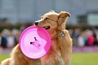 The Truth About Dog Parks