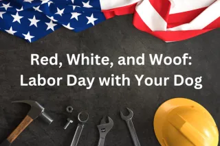 Red, White, and Woof: Labor Day with Your Dog
