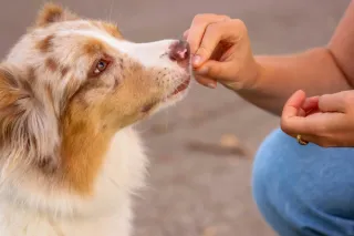 Small Wins, Big Results: Why Rewarding Progress is Key in Dog Training