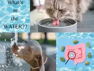 What Is the Cause of Diarrhea in Dogs & Cats? It Might Start in Their Water | Carol’s Pet Cafe 