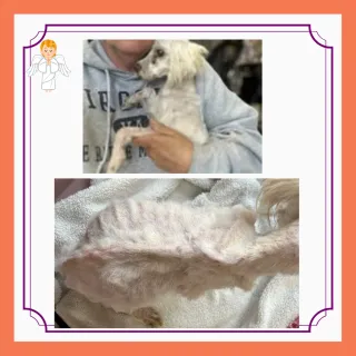 When Dementia Affects a Caregiver, Pets Suffer Too: A Call to Look Out for One Anothe