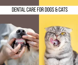 Dental Care for Dogs and Cats: Simple Natural Ways to Keep Teeth Healthy at Home