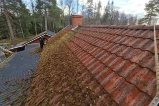 Mossbortagning: Expertguide för Borttagning & Förebyggande