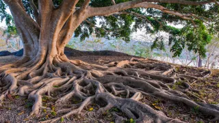 Rooted in Connection