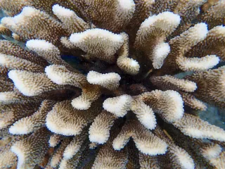 Exploring the Wonders of Coral