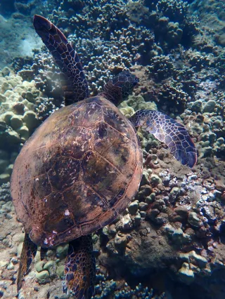 The Fascinating World of Hawaiian Green Sea Turtles