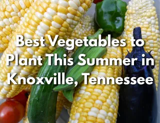 Best Vegetables to Plant This Summer in Knoxville, Tennessee