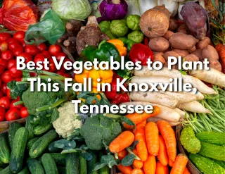Best Vegetables to Plant This Fall in Knoxville, Tennessee