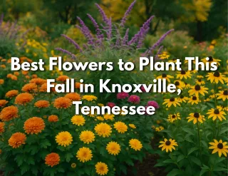 Best Flowers to Plant This Fall in Knoxville, Tennessee