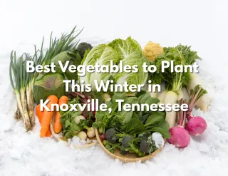 Best Vegetables to Plant This Winter in Knoxville, Tennessee
