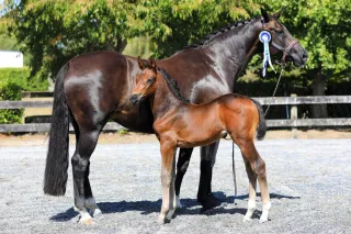 What Breed is my Steed?