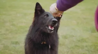 The Fastest Way to Train a Dog: Positive Reinforcement Techniques for Success