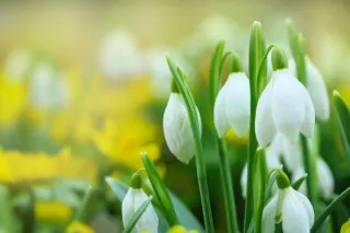 Spring Has Arrived – Bringing Growth and New Life!