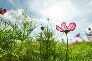 Embrace The Flow of Life...And Let Your Soul Blossom