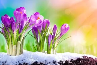 Going From Frozen to Free