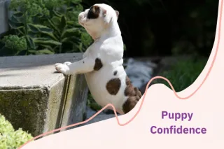 How To Help Young Puppies Build Confidence