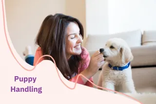 Getting Your Puppy Used to Handling - What Does It Mean?