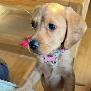 Our Professional 1:1 Puppy Training Near You!