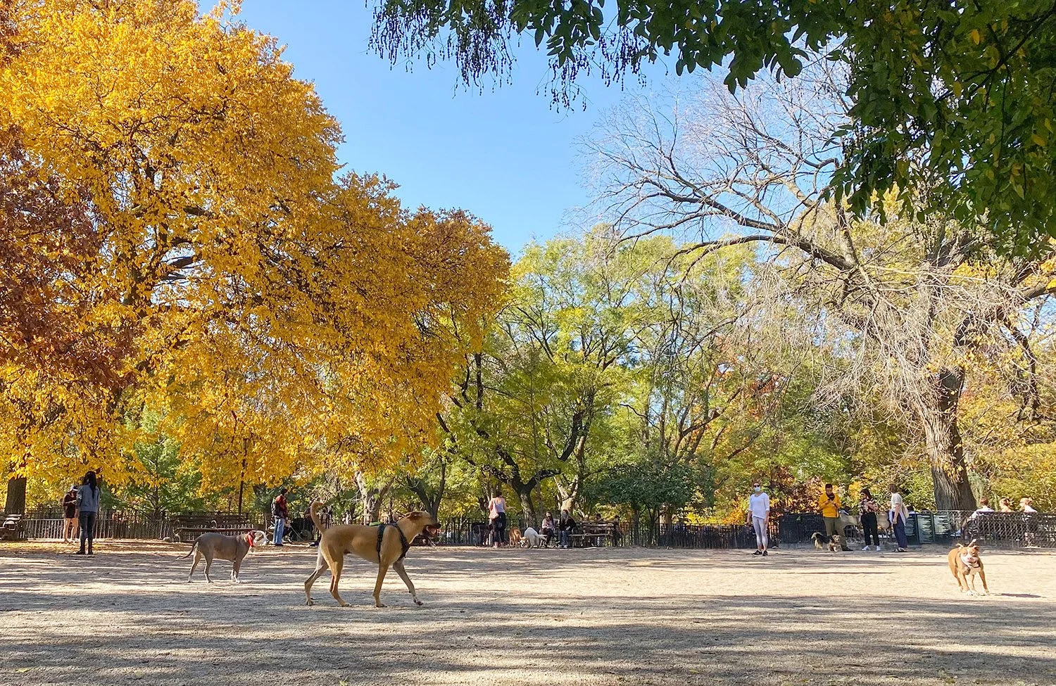 🌳Tompkins Square Park: The East Village Oasis for Gig Workers!