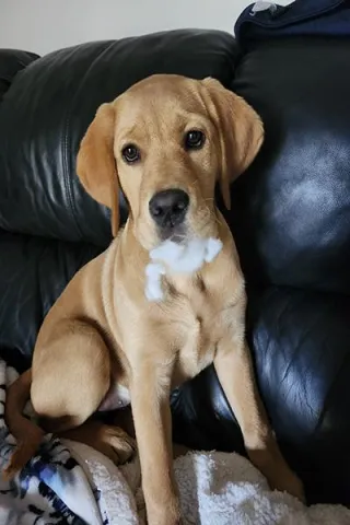 7 Important Life Lessons My Puppy Has Taught Me