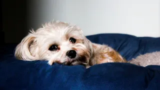 Pet Telemedicine: When a Virtual Vet Visit Helps and When to Go In Person