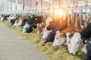 Farm and Ranch Insurance: Protecting Your Texas Legacy