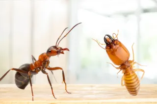What Is The Difference Between Ants And Termites?