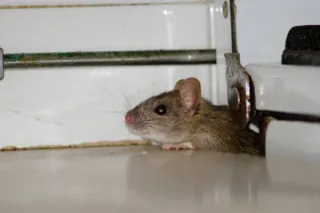 Safeguard Your Home: The Importance of Rodent Control