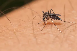 Buzz Off! Managing Mosquito Populations for a Bite-Free Summer