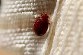 The Painful Reality of Bedbug Bites: Understanding the Cause and Managing the Risks