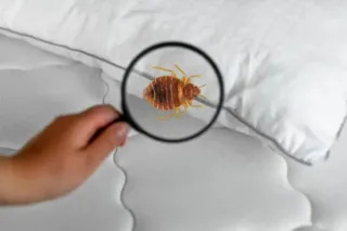 Why Bedbugs Are the Ultimate Challenge for Homeowners: Unmasking Their Sneaky Hiding Spots