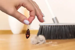 The Health Risks of Cockroaches: Why DIY Solutions Aren't Enough