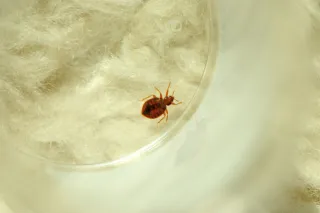 Are You at Risk for a Winter Bedbug Infestation? Here's What You Need to Know