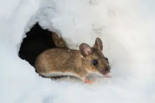 How Winter Pests Are Adapting to the Cold: A Sneak Peek into Their Survival Tactics