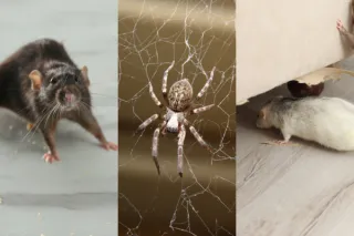 The Top 3 Worst Winter Pests—and How to Keep Them Out for Good