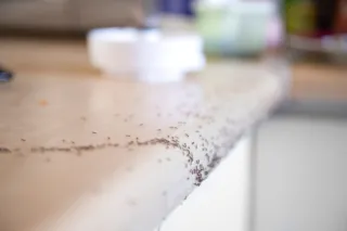 Why Are Ants Taking Over My Kitchen This Spring? (And How to Stop Them Fast)