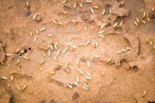 Termite Swarm Season in Fresno: What Every Homeowner Needs to Know